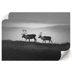 Canvas poster with a reindeer in a natural landscape