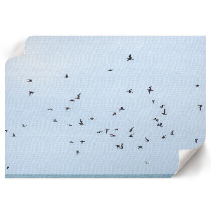 Wall poster with birds in flight