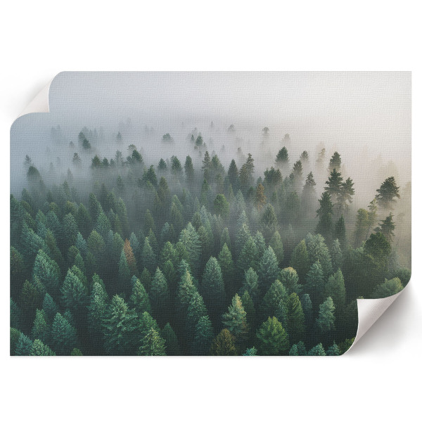 Wall poster titled "Mysterious Forest"