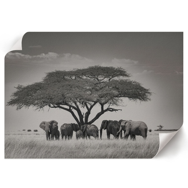 Modern wall art poster with an African savannah motif