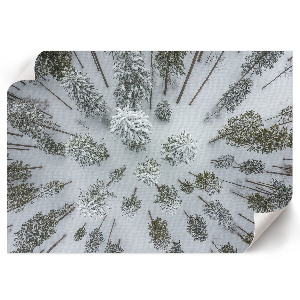 Premium wall art depicting a winter forest scene
