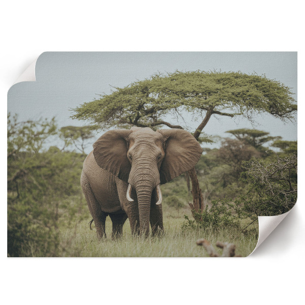 Wall poster with an elephant on the savannah