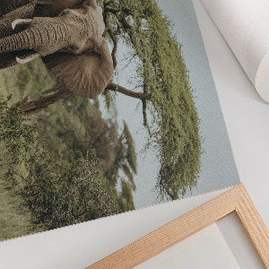 Wall poster with an elephant on the savannah