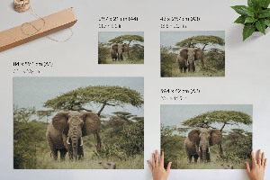 Wall poster with an elephant on the savannah
