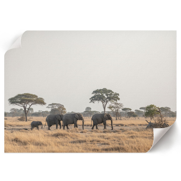 Modern wall art poster featuring the African savannah