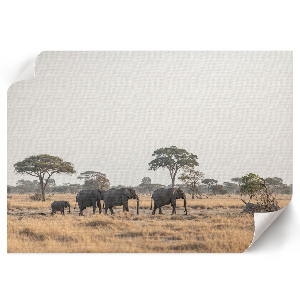 Modern wall art poster featuring the African savannah