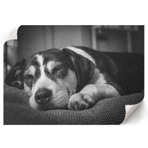 Canvas poster featuring a sleeping dog