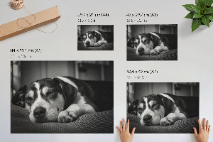 Canvas poster featuring a sleeping dog