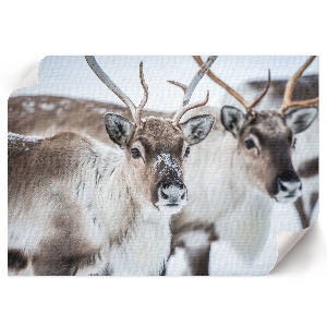 Wall poster featuring a reindeer in a winter scene