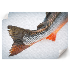 Modern wall art poster with a fish tail motif
