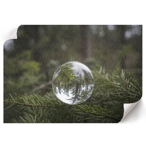 Wall poster Pine Reflection