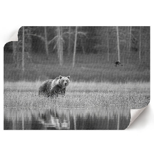 Modern wall art poster with a forest scene