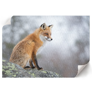 Canvas poster featuring a red fox