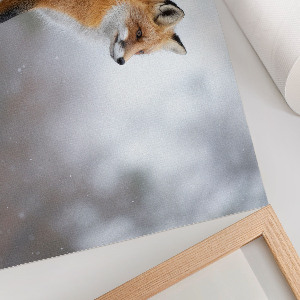 Canvas poster featuring a red fox