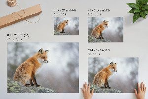 Canvas poster featuring a red fox