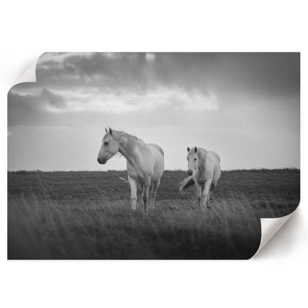 Modern wall art poster featuring white horses