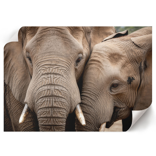 Canvas poster with a print of elephants together