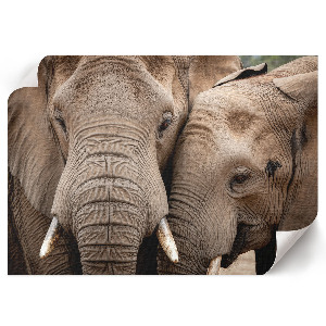 Canvas poster with a print of elephants together