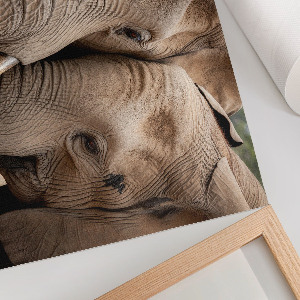 Canvas poster with a print of elephants together