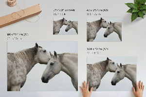 Modern wall art poster Horse elegance