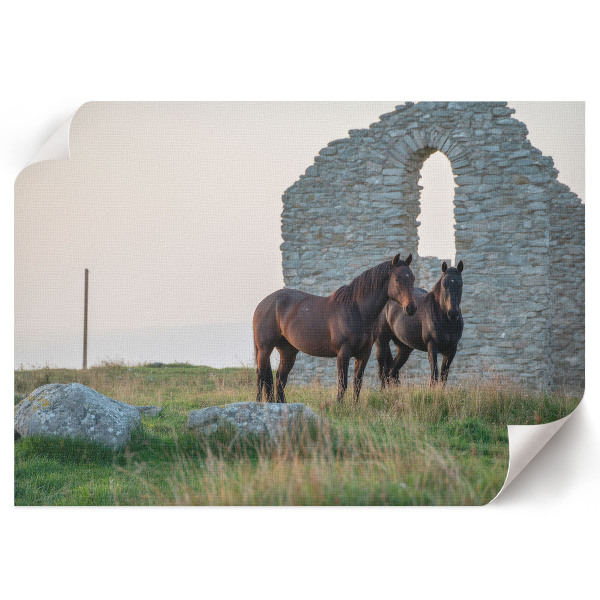 Premium wall art Horses and nature