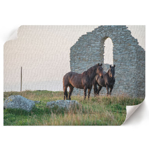 Premium wall art Horses and nature