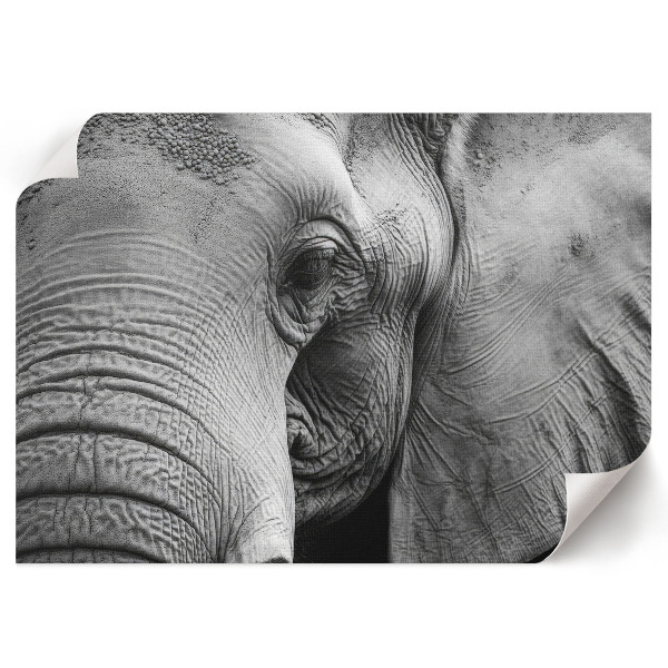 Canvas poster featuring a detailed elephant illustration
