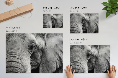 Canvas poster featuring a detailed elephant illustration