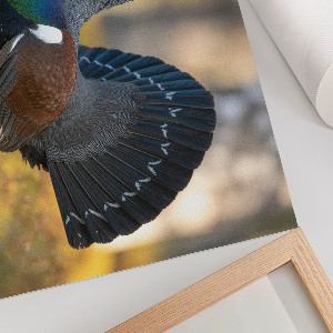 Canvas poster Proud bird