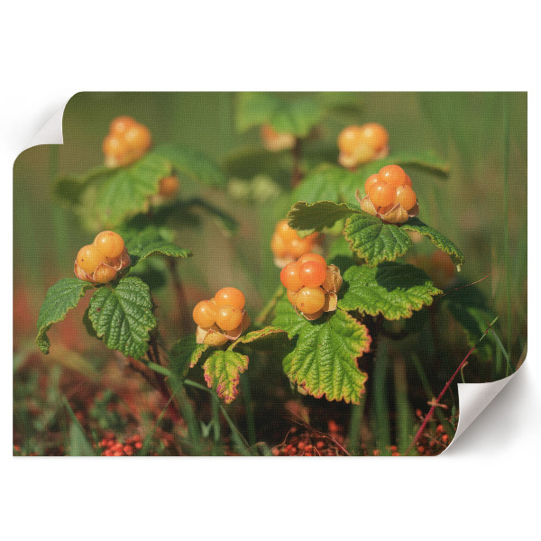 Wall poster featuring forest fruits