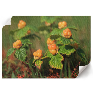 Wall poster featuring forest fruits