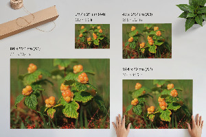 Wall poster featuring forest fruits