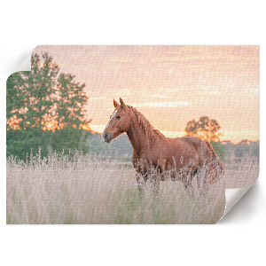 Wall poster Morning calm