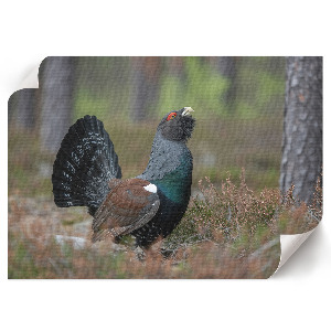 Canvas poster A bird in the forest