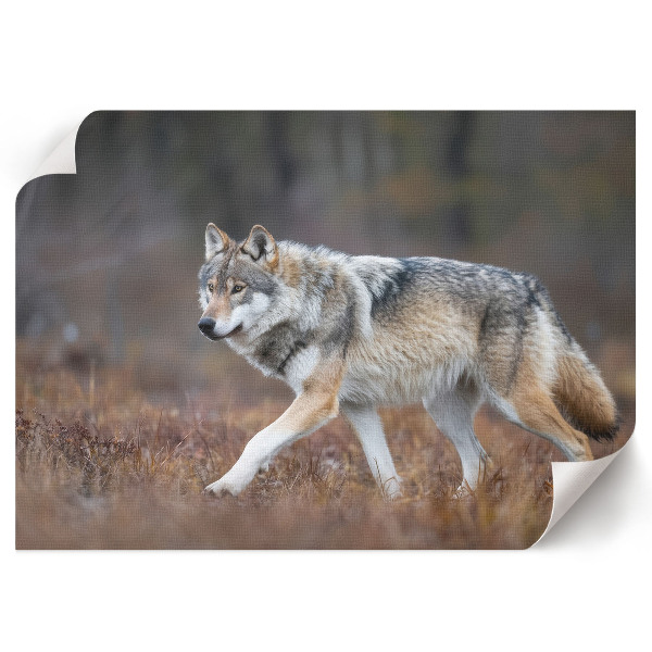 Canvas poster with a wolf in a natural landscape