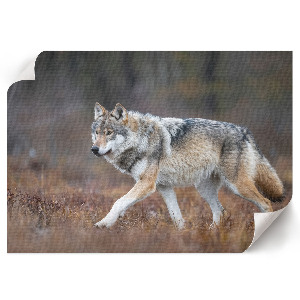 Canvas poster with a wolf in a natural landscape