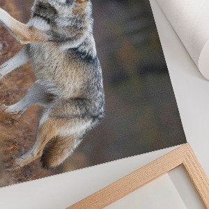 Canvas poster with a wolf in a natural landscape