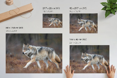 Canvas poster with a wolf in a natural landscape