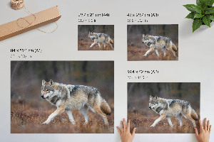 Canvas poster with a wolf in a natural landscape