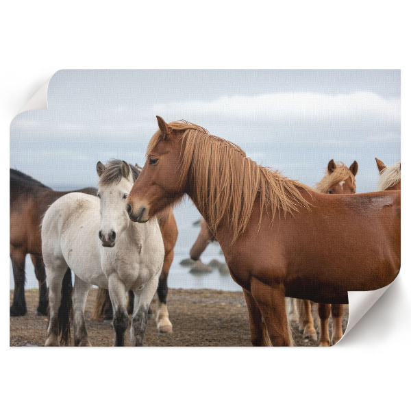 Wall poster showing horses in a landscape