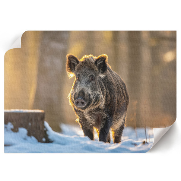 Premium wall art Winter boar