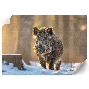 Premium wall art featuring a winter boar