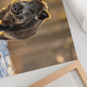 Premium wall art Winter boar