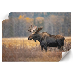 Canvas poster Autumn moose