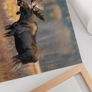 Canvas poster Autumn moose
