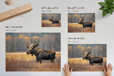 Canvas poster featuring an autumn moose