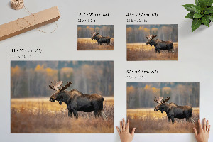 Canvas poster Autumn moose