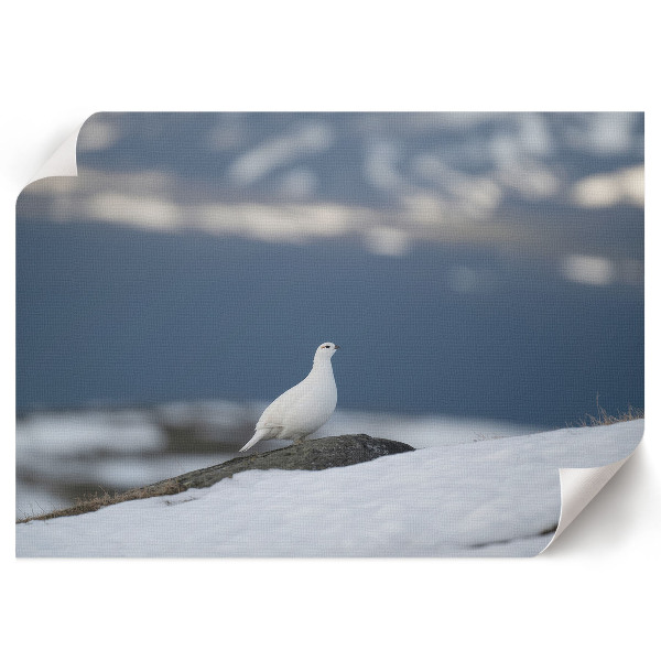 Premium wall art featuring a snowbird motif
