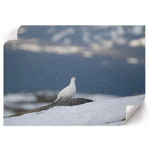 Premium wall art featuring a snowbird motif