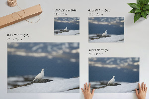 Premium wall art featuring a snowbird motif